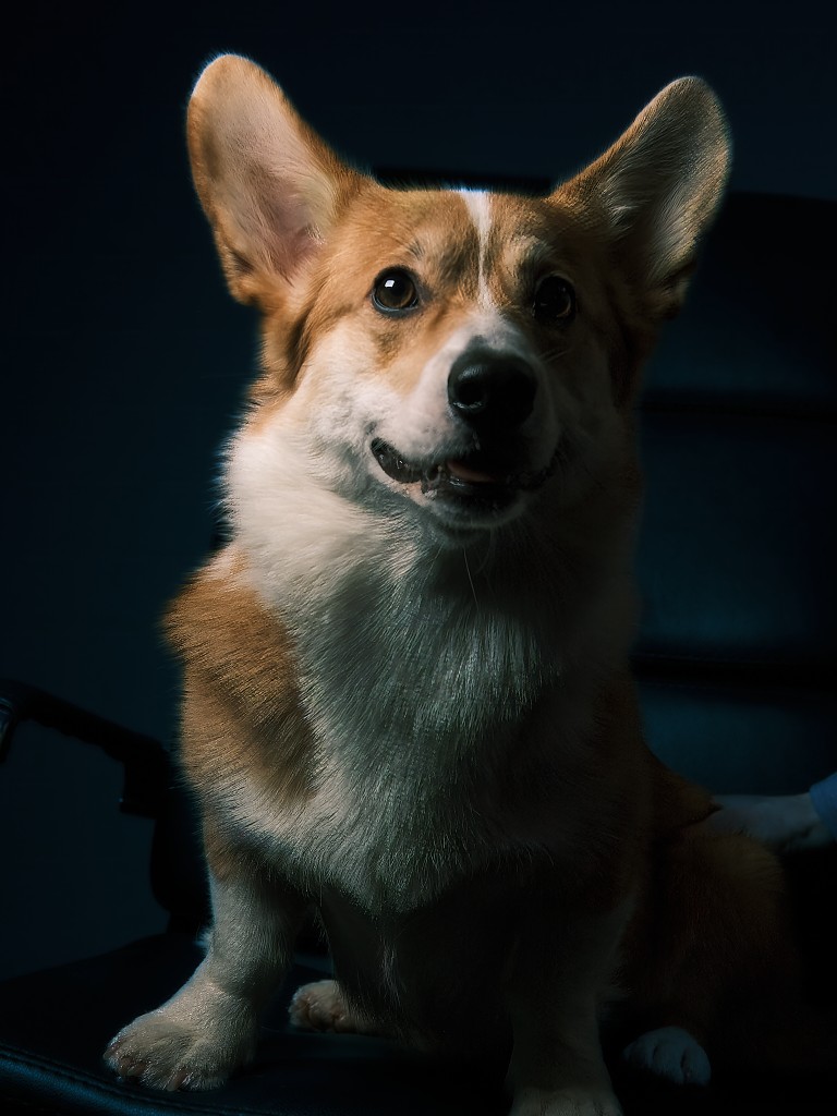 Atlas, Pembroke Welsh Corgi